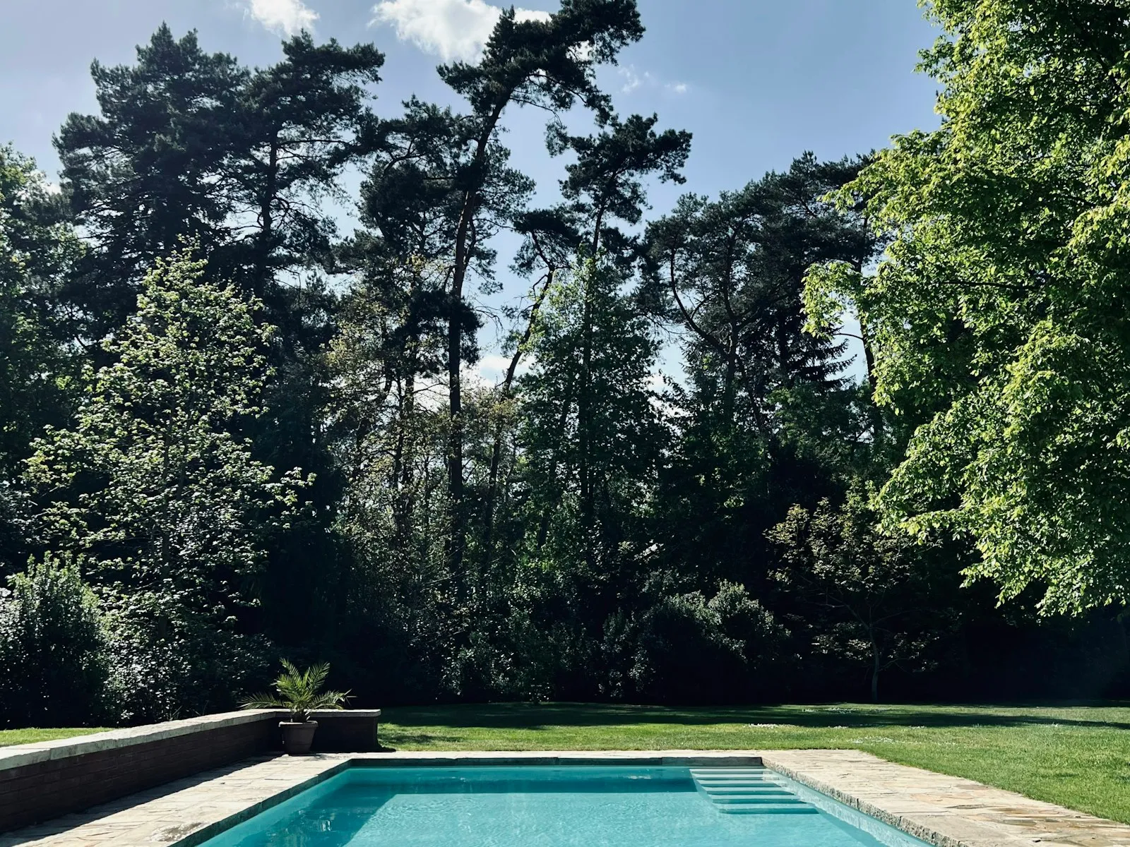 Piscina entre pinos maduros en un jardín consolidado